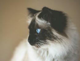 short-coated white and black kitten