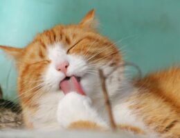 5 Consejos Infalibles para Limpiar el Arenero del Gato Eficazmente