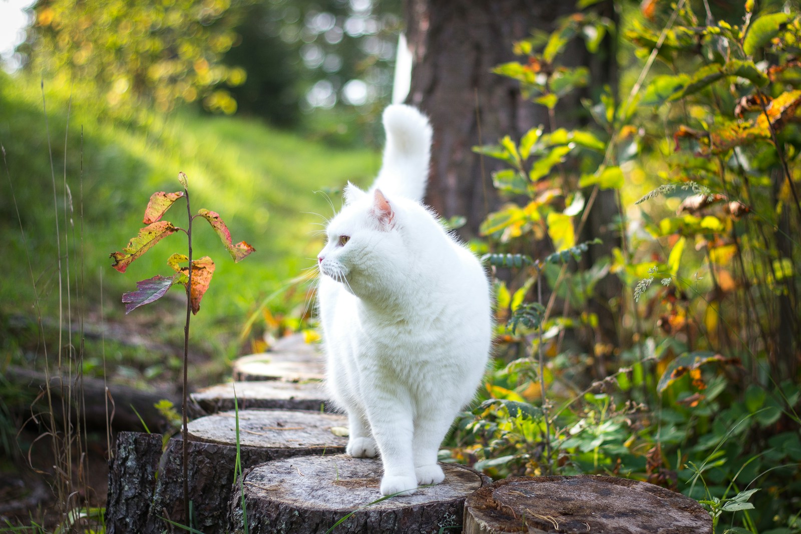 mi gato orina fuera del arenero