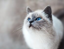 white and gray cat