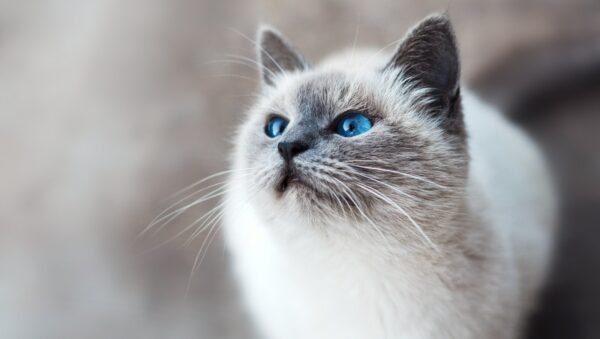 white and gray cat