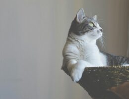 white and black cat sitting on basket