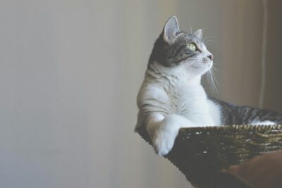 white and black cat sitting on basket